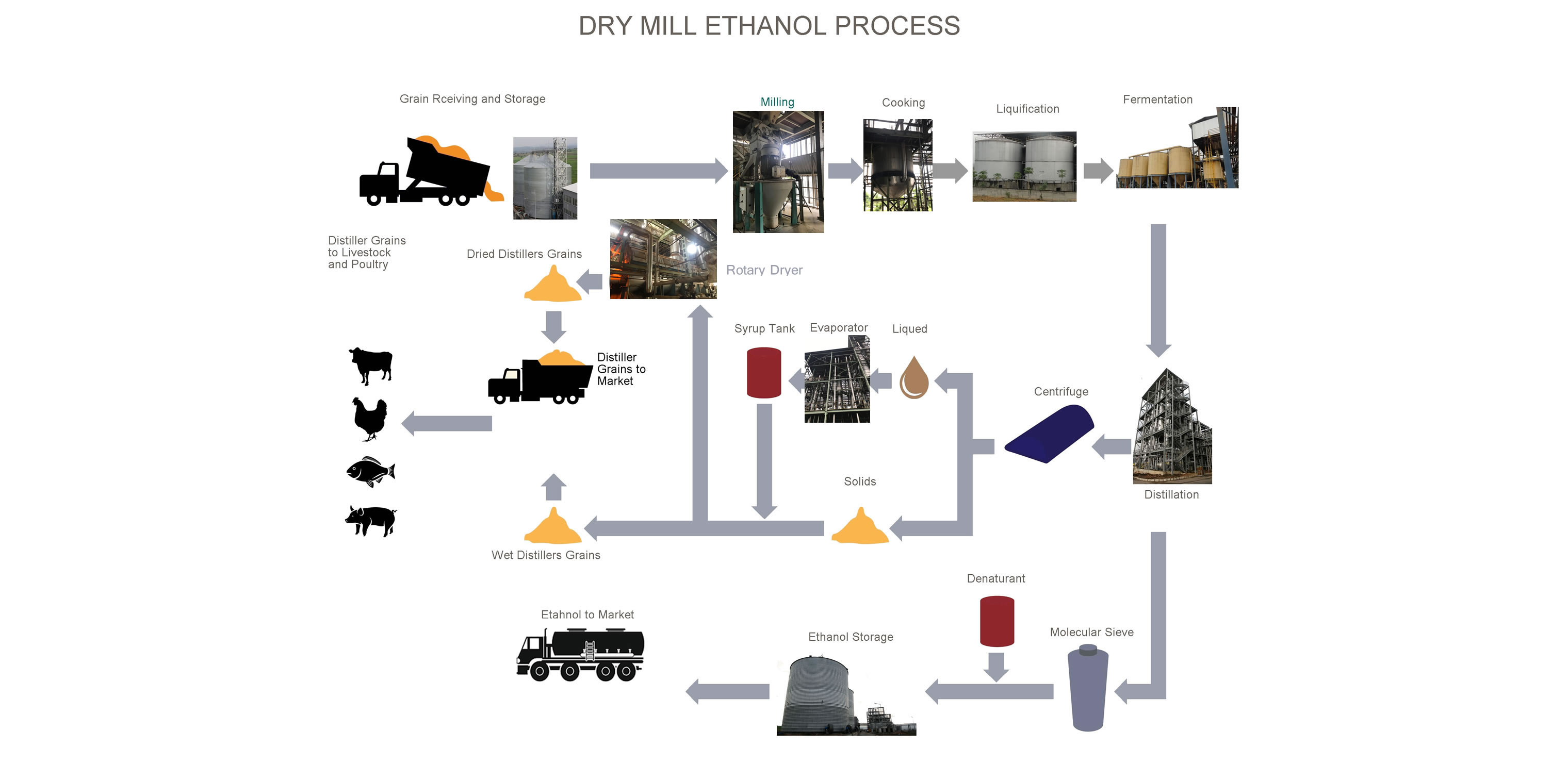 corn DDGS manufacturer’s in India